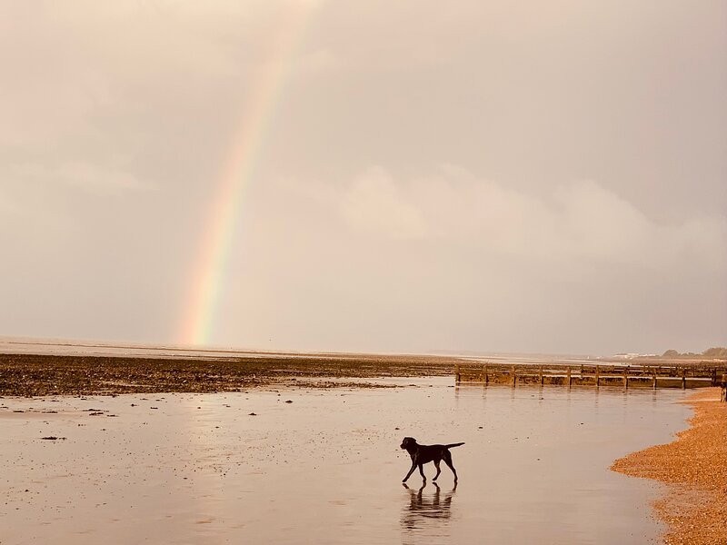Dogs on the Beach